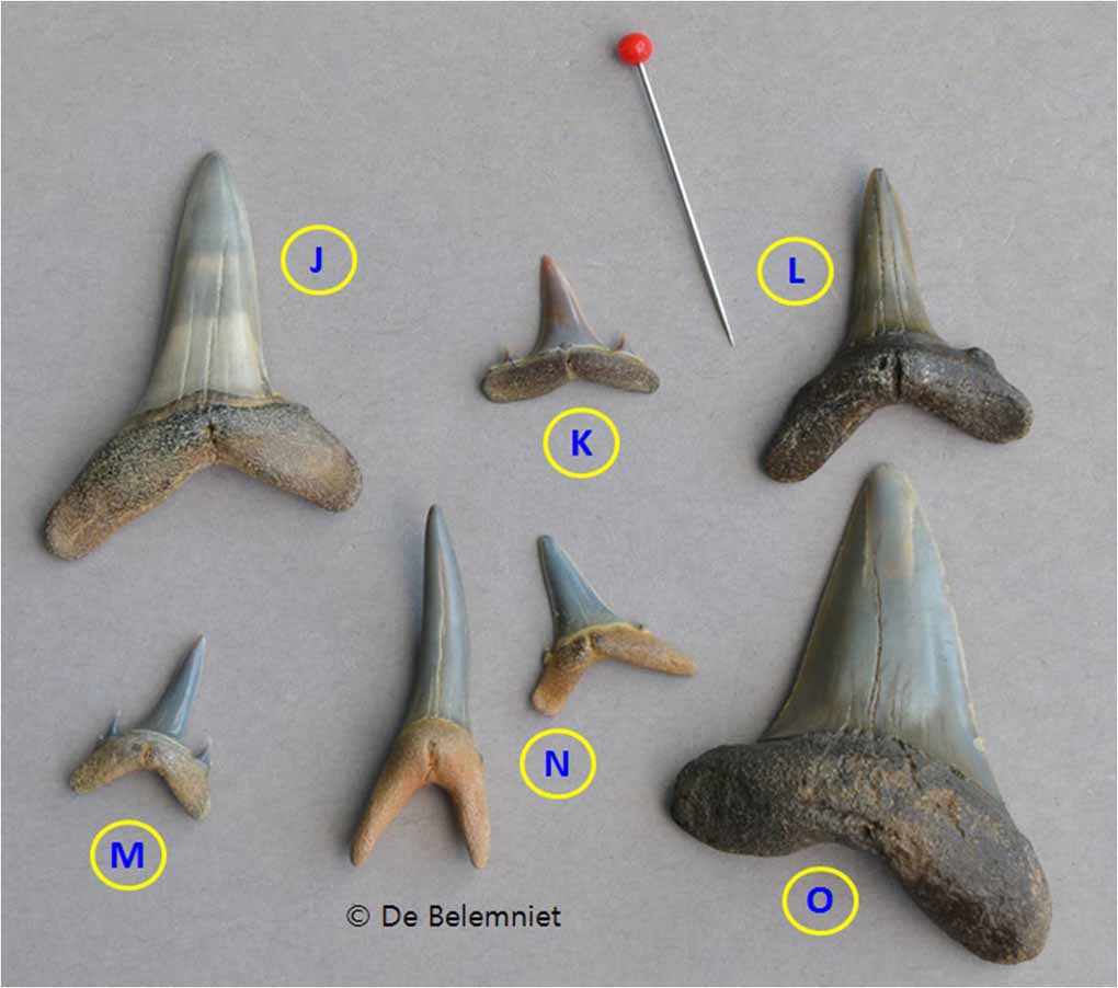 15 PERFEKTE Fossilie Haizähne aus Marokko megalodon Großvater era Haifischzähne 