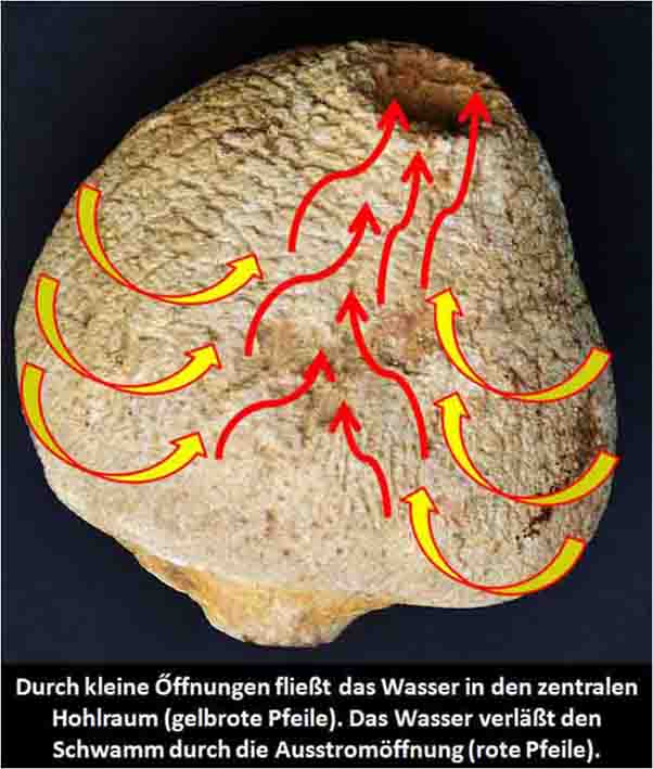 Der Schwamm als Filtersystem