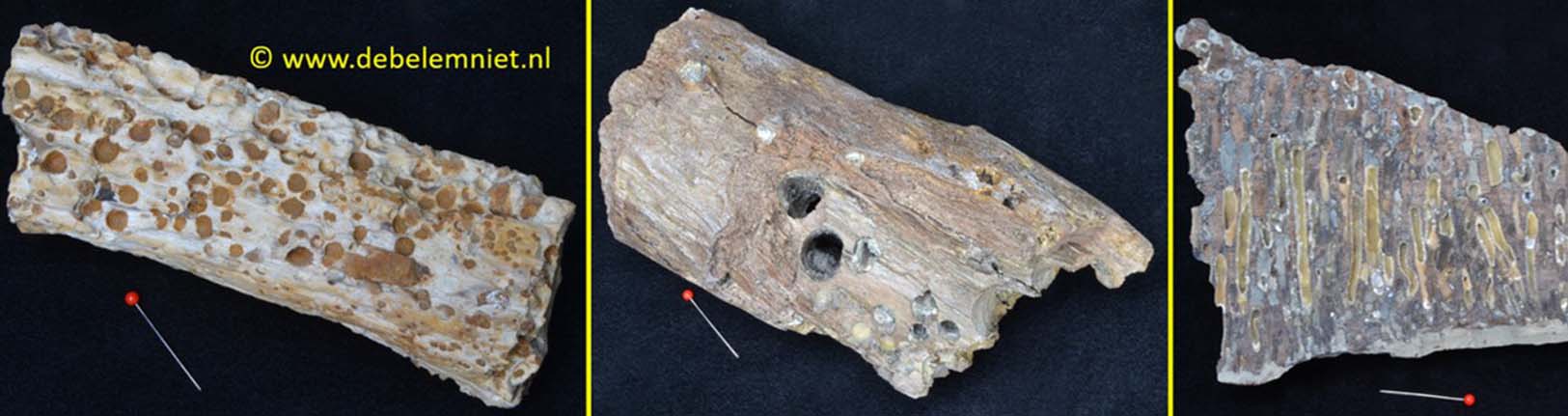 fossiel hout of versteend hout boormosselen