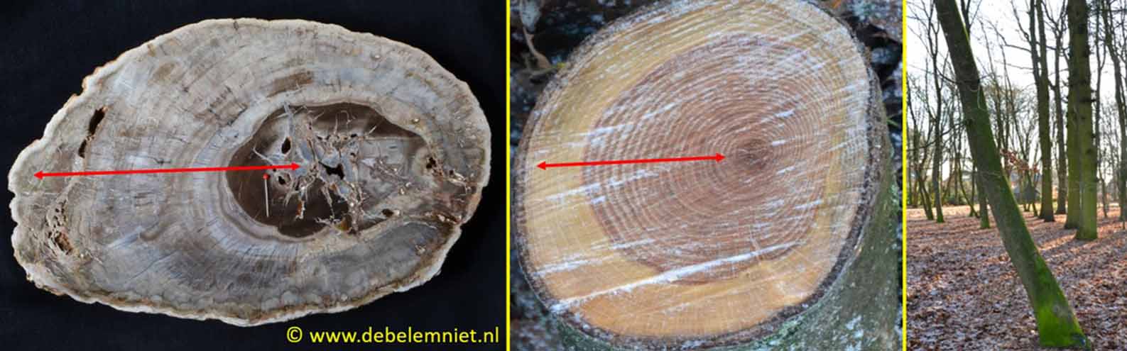 vorming van reactiehout - fossiel hout versteend hout