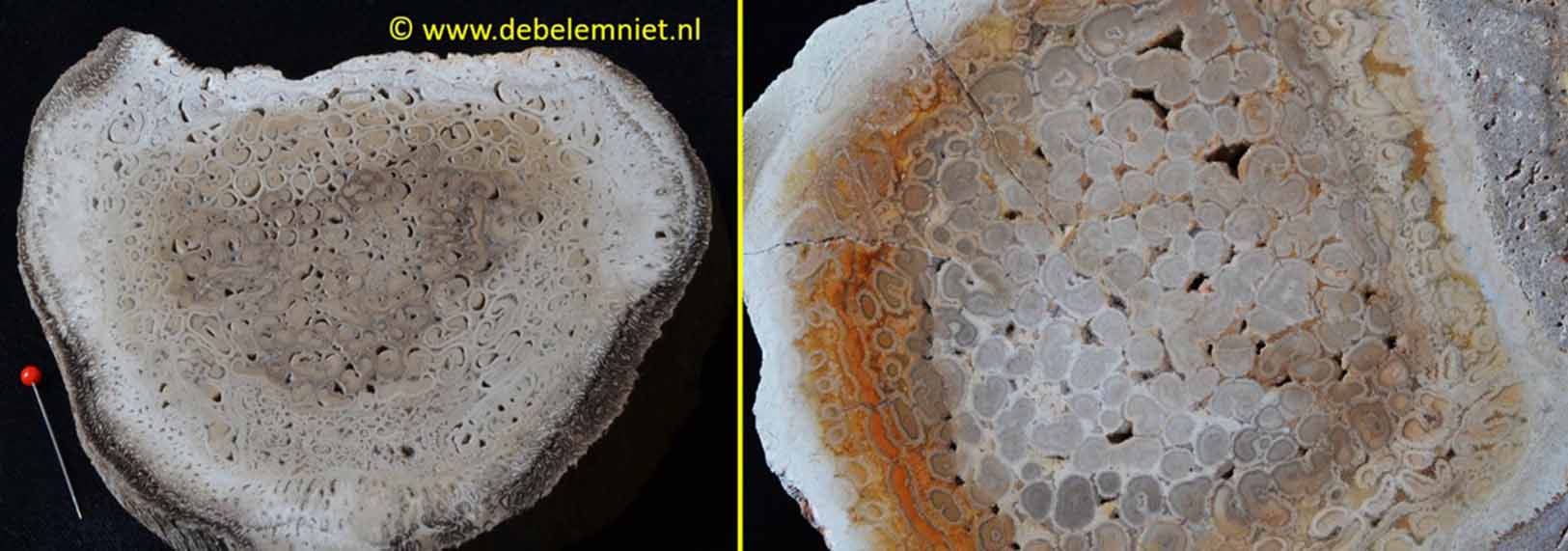 fossiele boomvarens - versteende boomvarens Perm