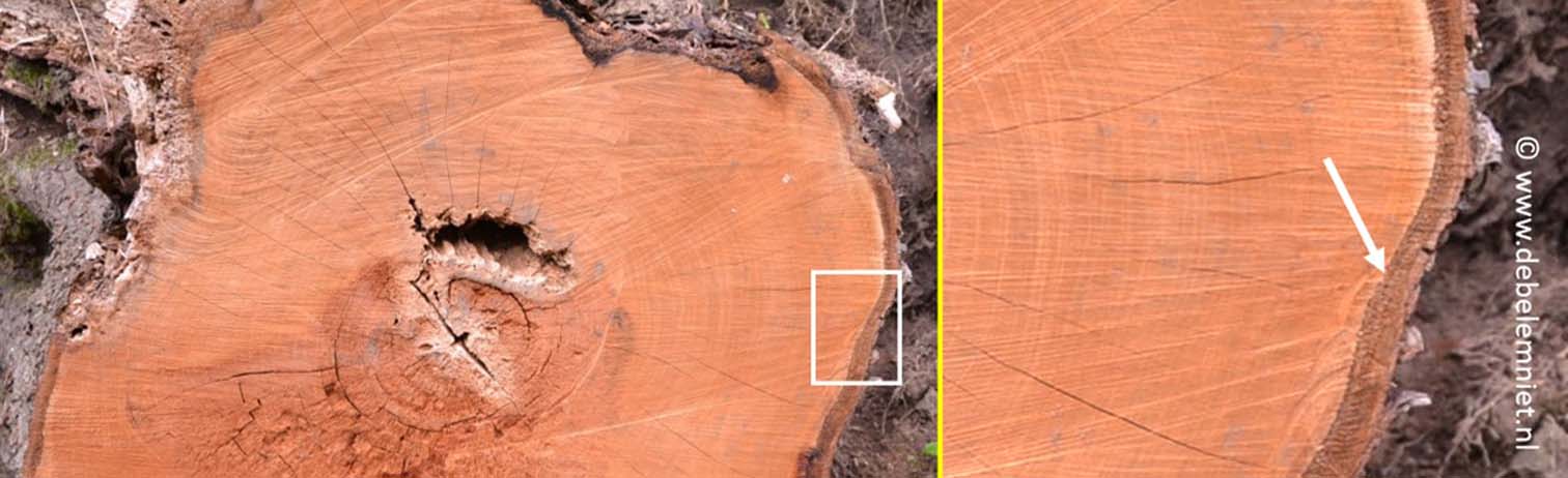 cambrium grens xyleem en floeem