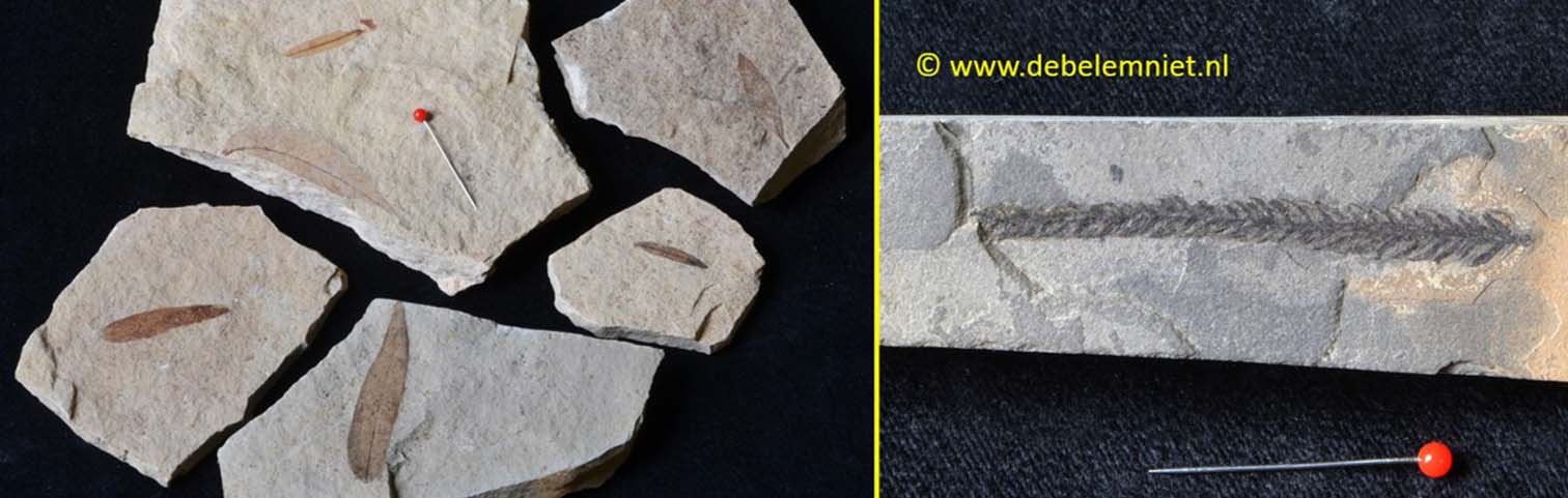 fossiele plantafdrukken Tertiair Frankrijk