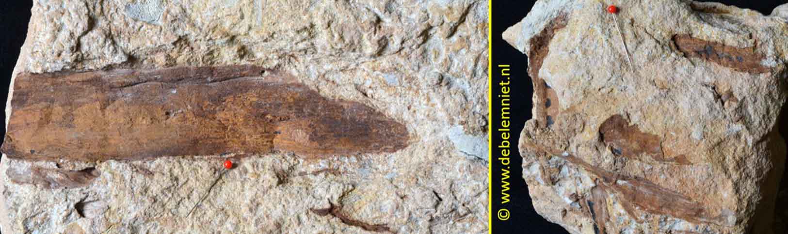 fossiel hout Onder-Krijt - Bentheimer zandsteen