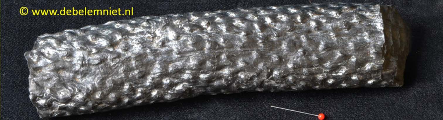 fossiel hout Boven-Carboon - stigmaria sp.