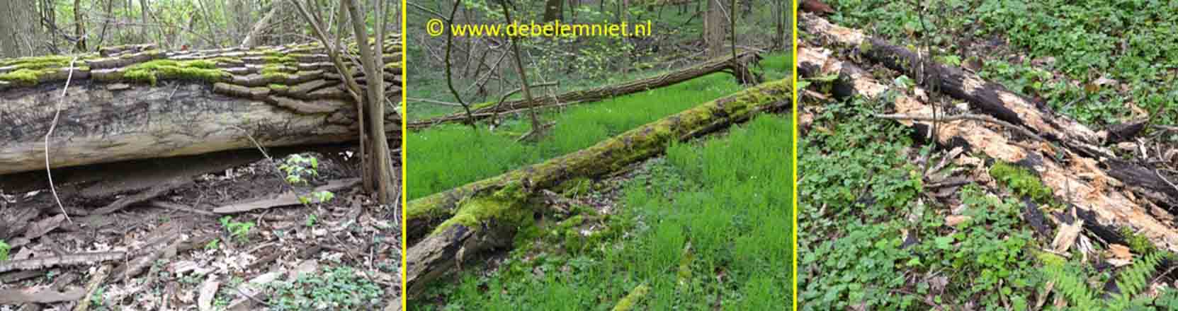 dood hout - vermolmen