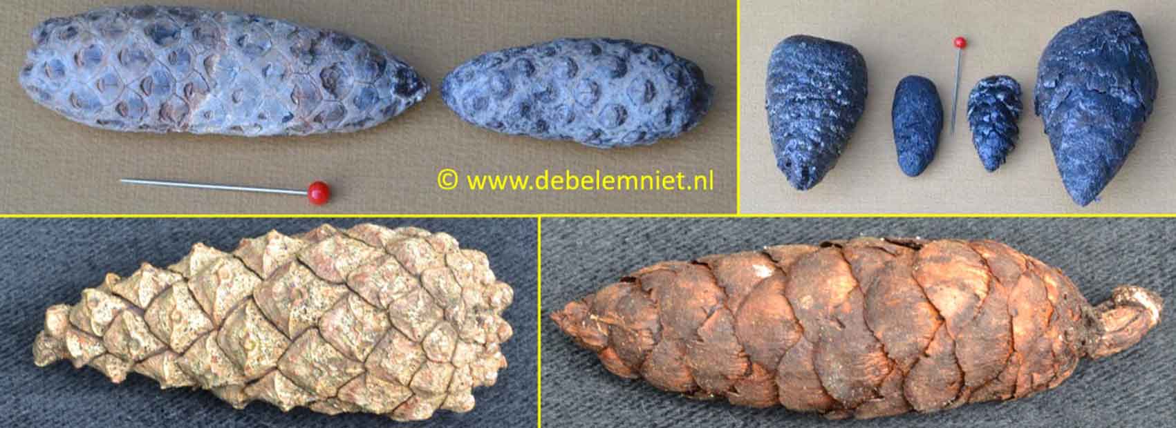 fossiele dennenappels