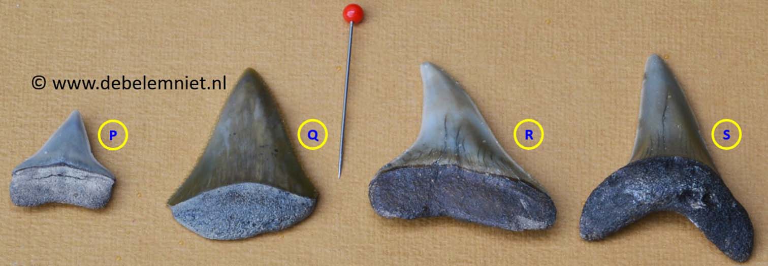 fossiele haaientanden