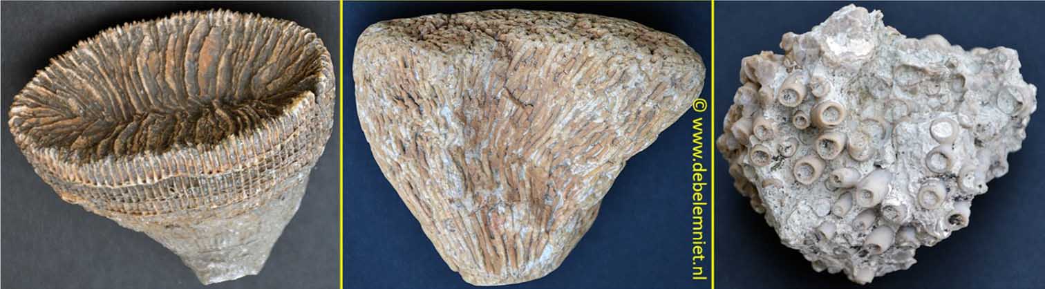fossile Korallen