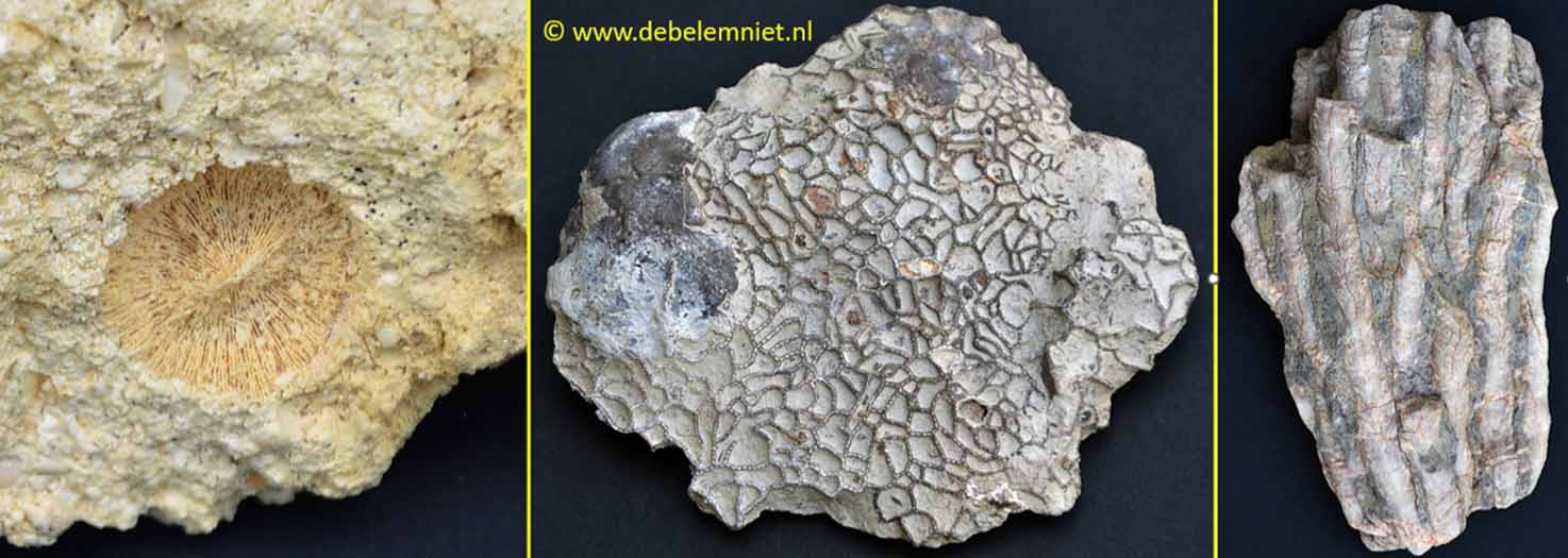 fossile Korallen