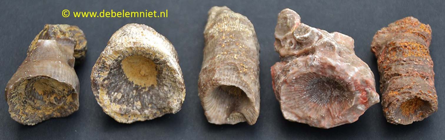 Fossile korallen