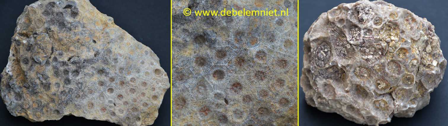 fossile Korallen