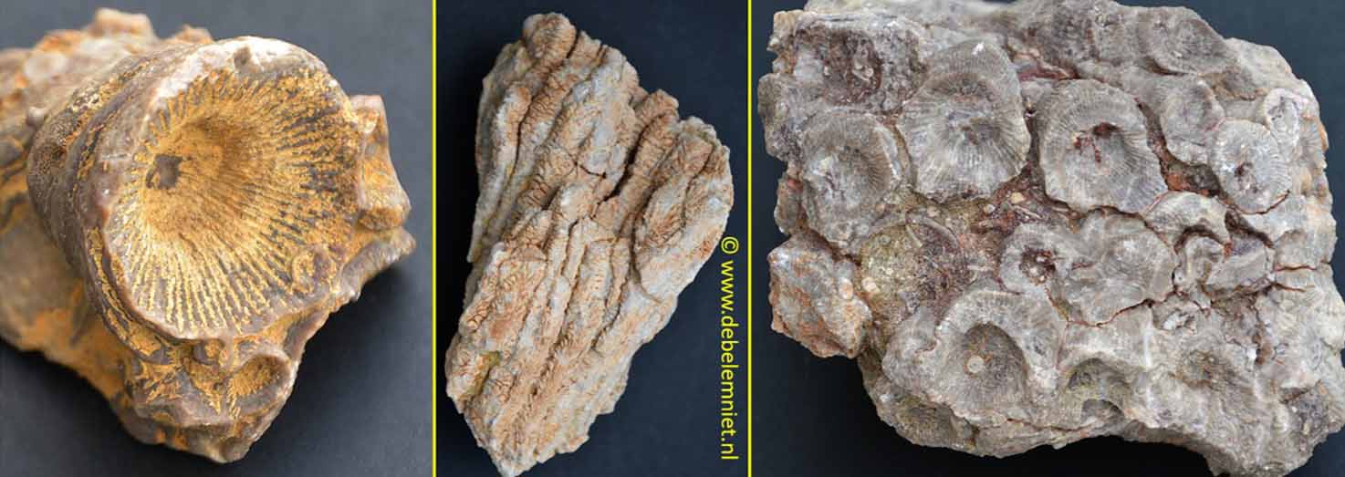 fossile Korallen