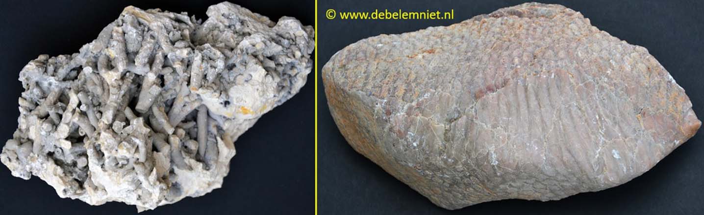 fossile Korallen