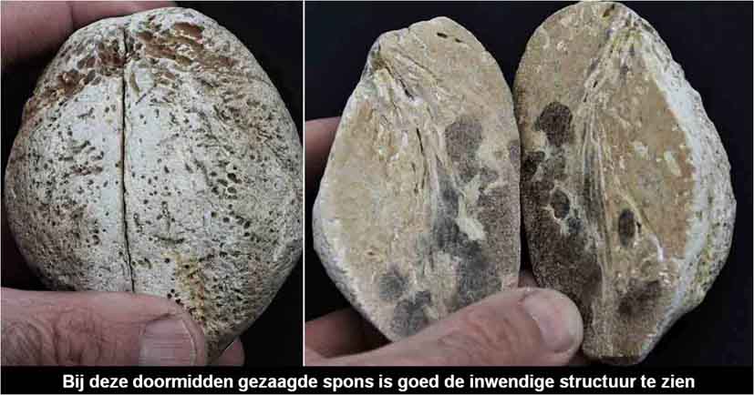 Doorsnede van een fossiele spons