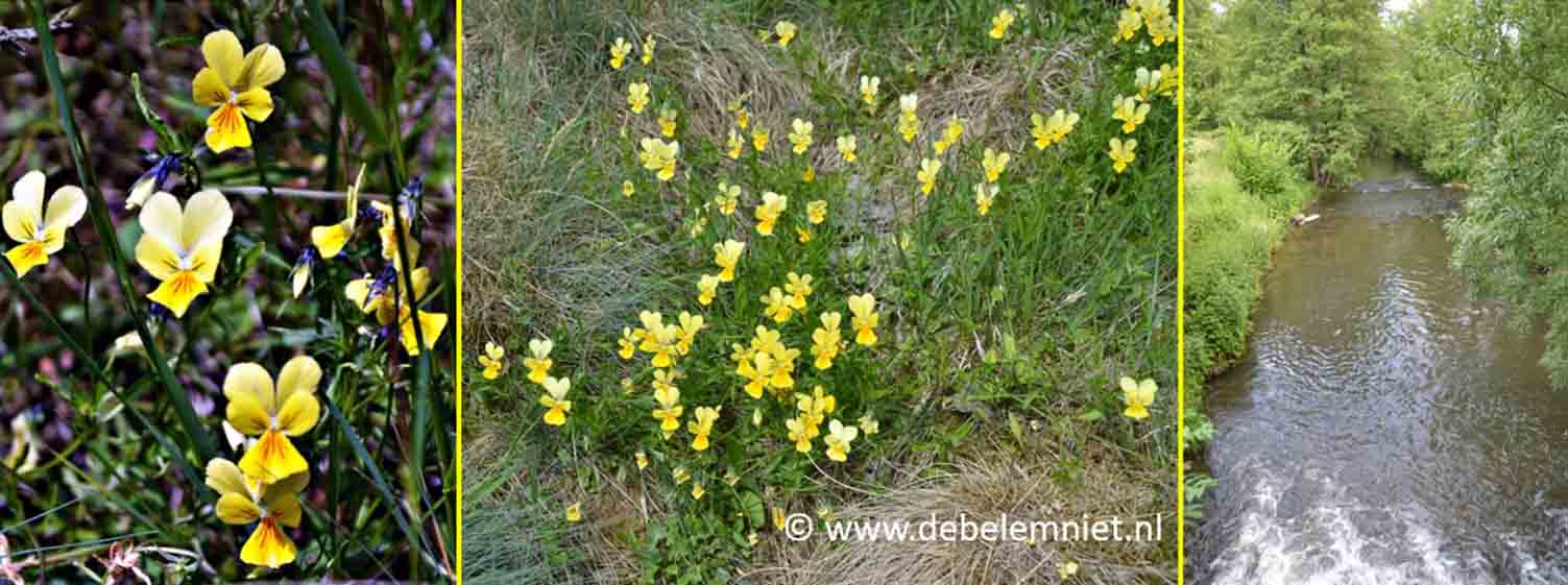 Geul met zinkviooltjes bij Plombières