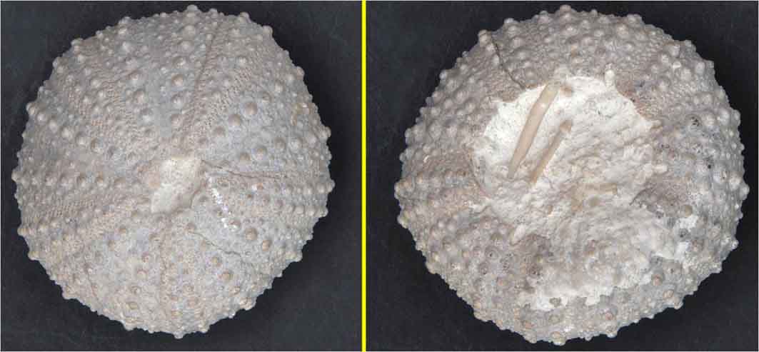 Zee-egel Phymechinus mirabilis