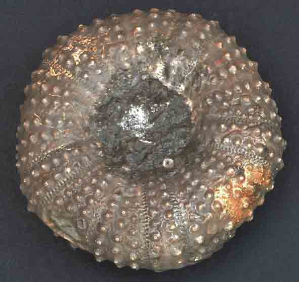 Zee-egel Tetragamma variolaris
