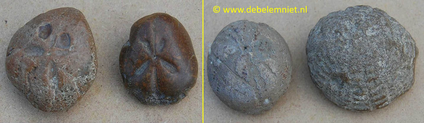Seeigel aus Feuerstein