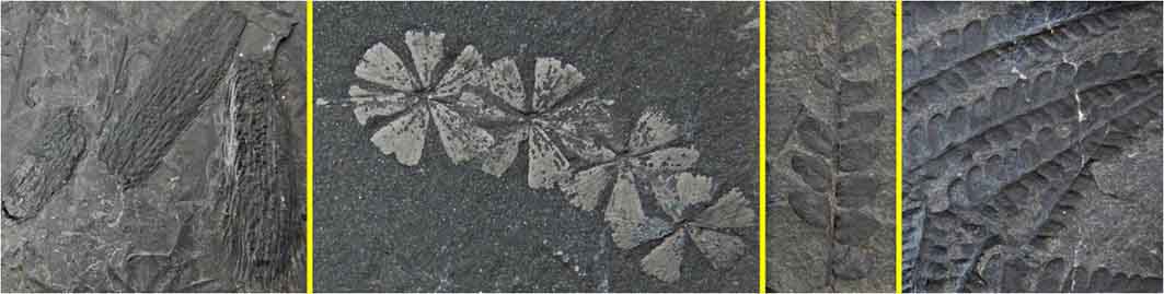 fossiele planten steenkool
