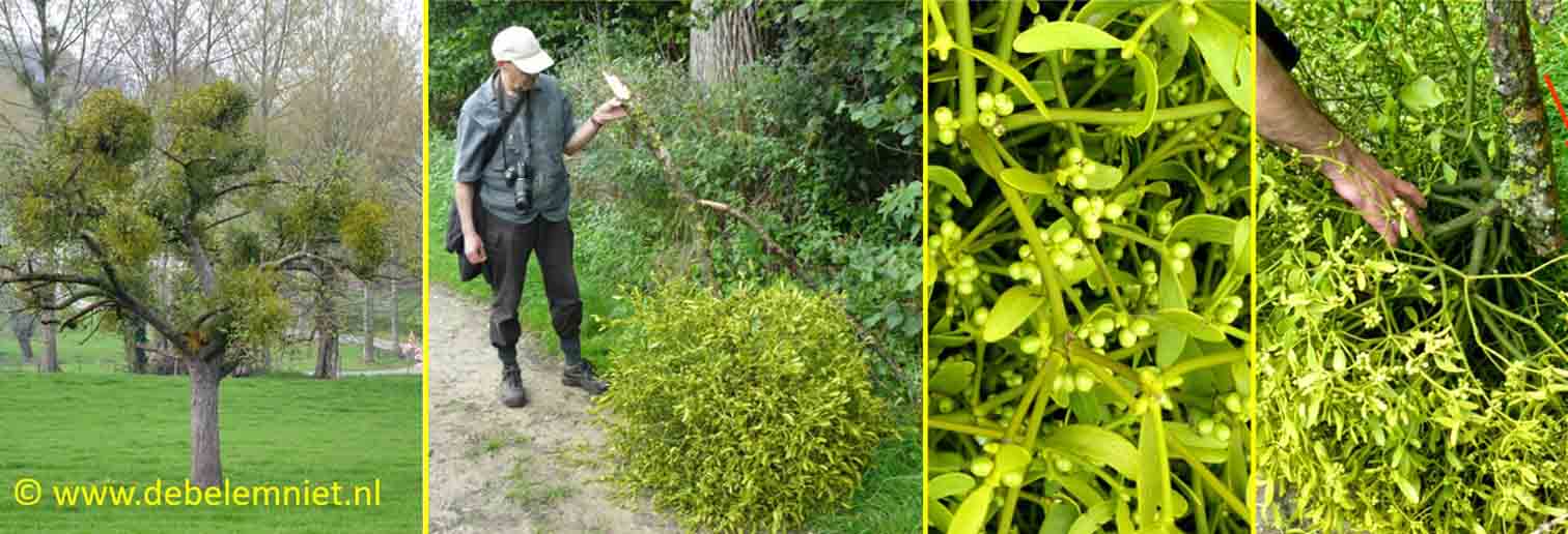 Maretakken Waterwegske