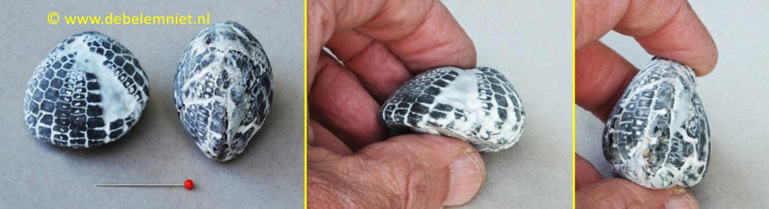 fossielen fossiliseren misvormde zee-egels