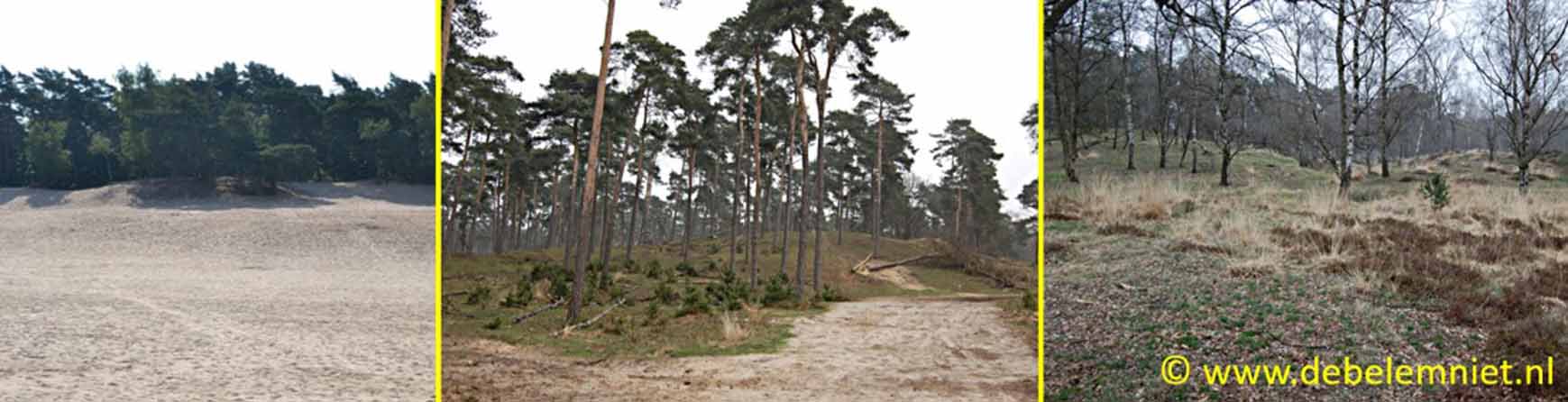 voormalig stuifzandgebied Kampina