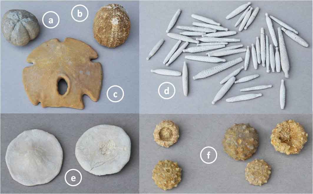 fossiele zee-egels