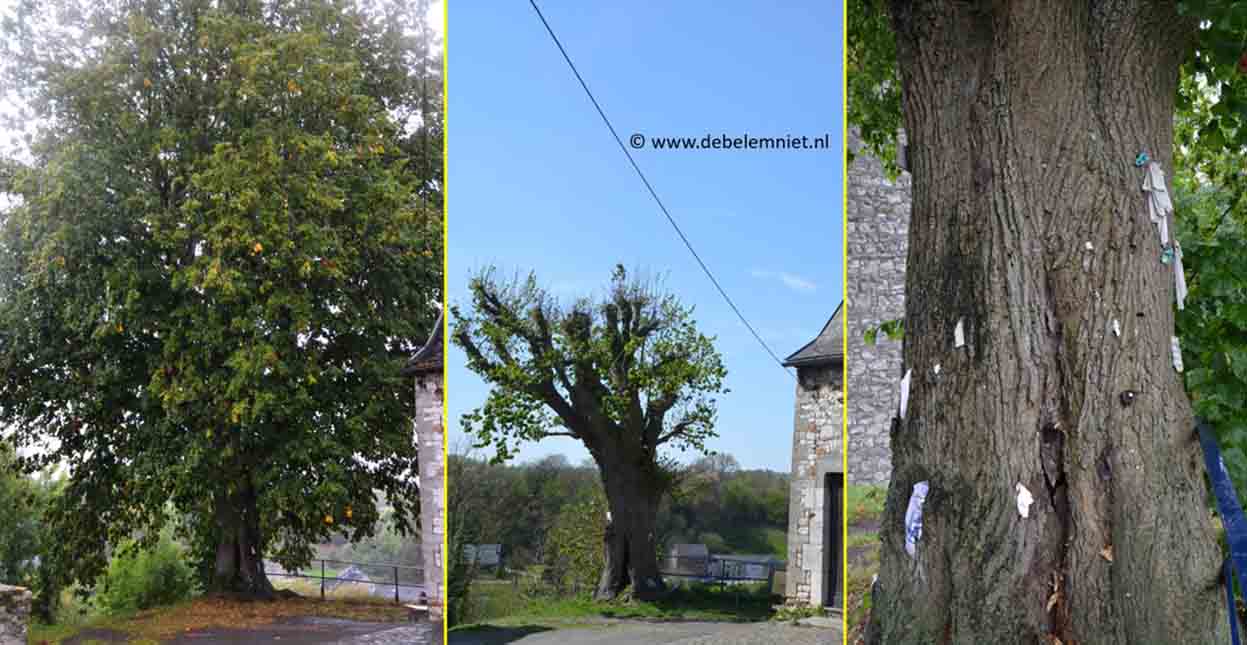 arbre a clous de Saint Hadelin