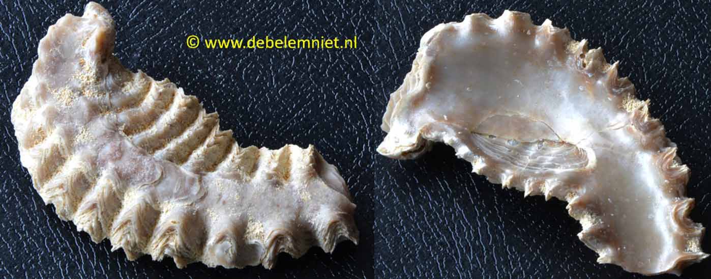 oestersoort Agerostrea ungulata Formatie van Maastricht