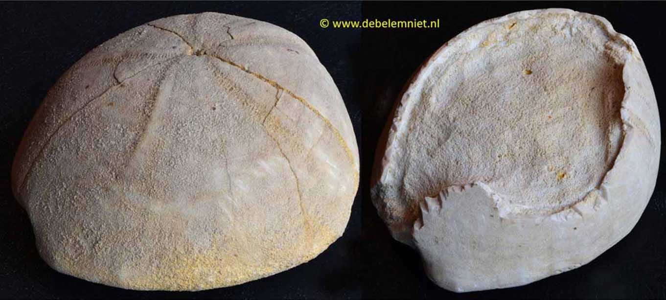 Hemipneustes striatoradiatus Formatie van Maastricht