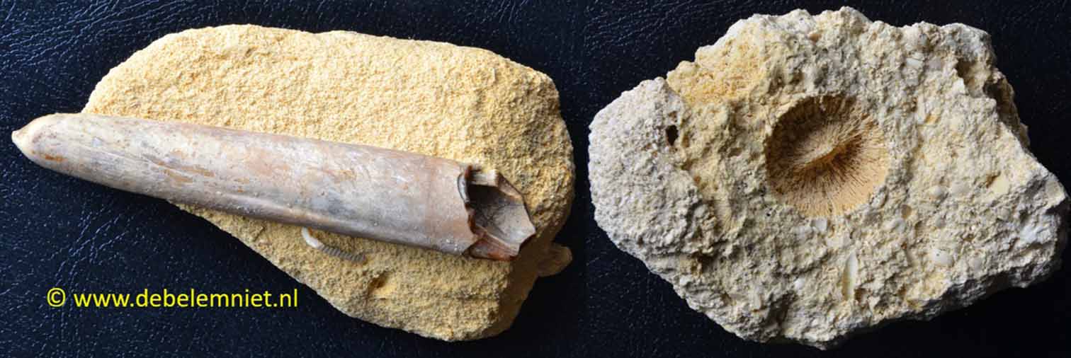 pijlinktvis Belemnitella mucronata - koraal Cunnolites cancellata - Formatie van Maastricht