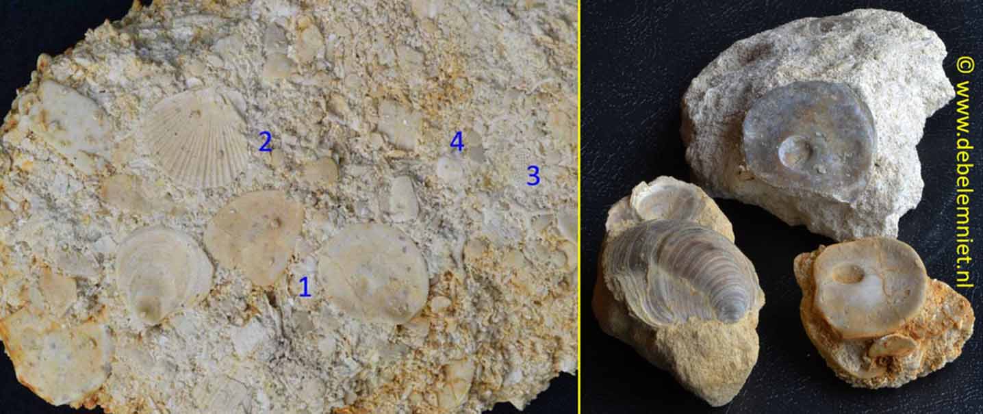 oestersoort Pycnodonte vesicularis Formatie van Maastricht