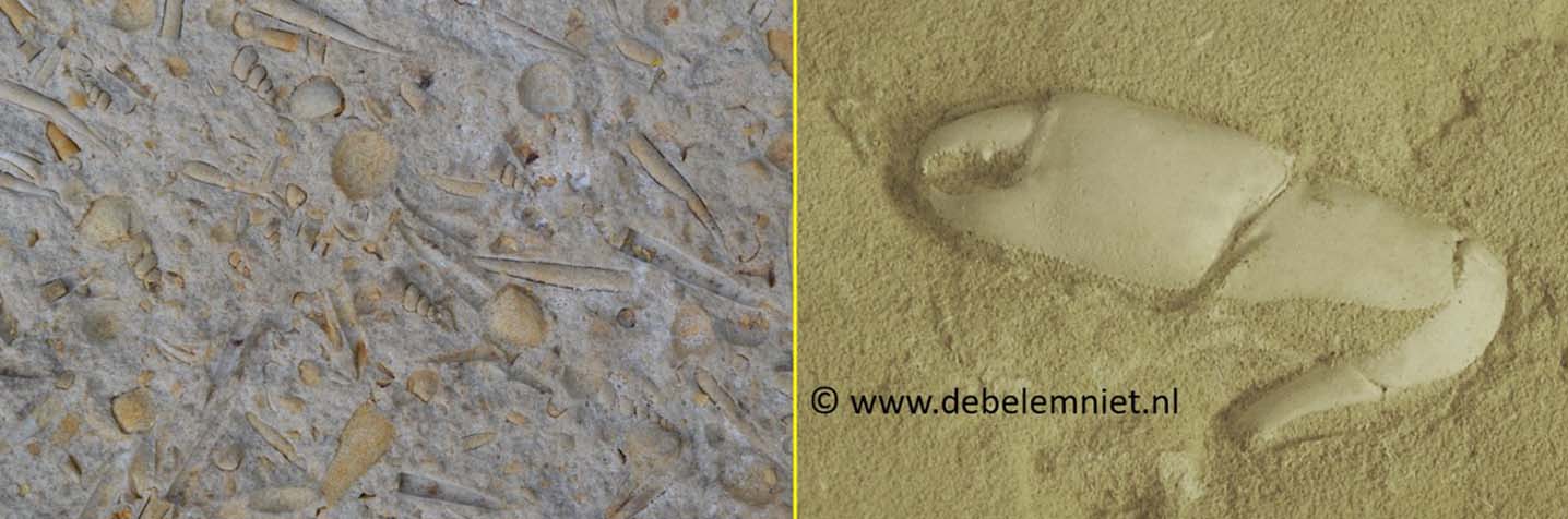 garnaalachtige Mesostylus faujasi - Formatie van Maastricht