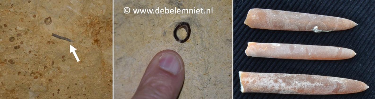 belemnieten