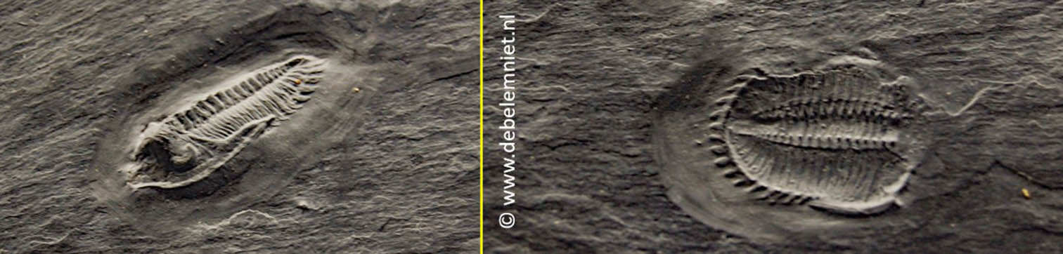 trilobieten Haus der Fossilien Nettersheim