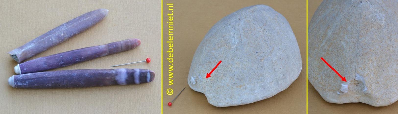 stekels zee-egel belemniet