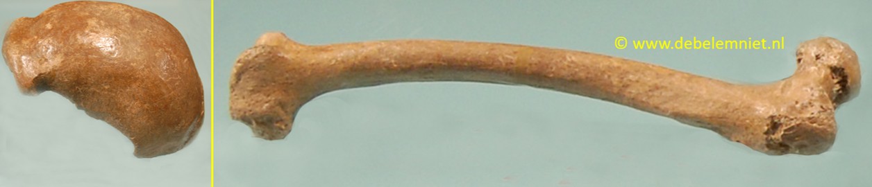 botten Neanderthaler